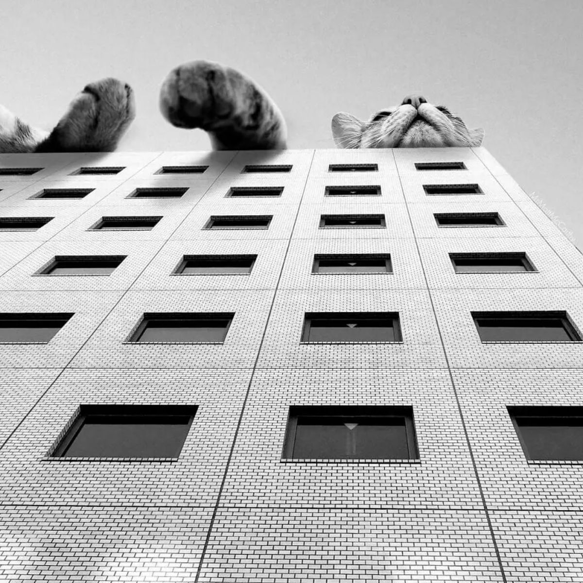 black and white image of large photoshopped cat laying on the top of a building