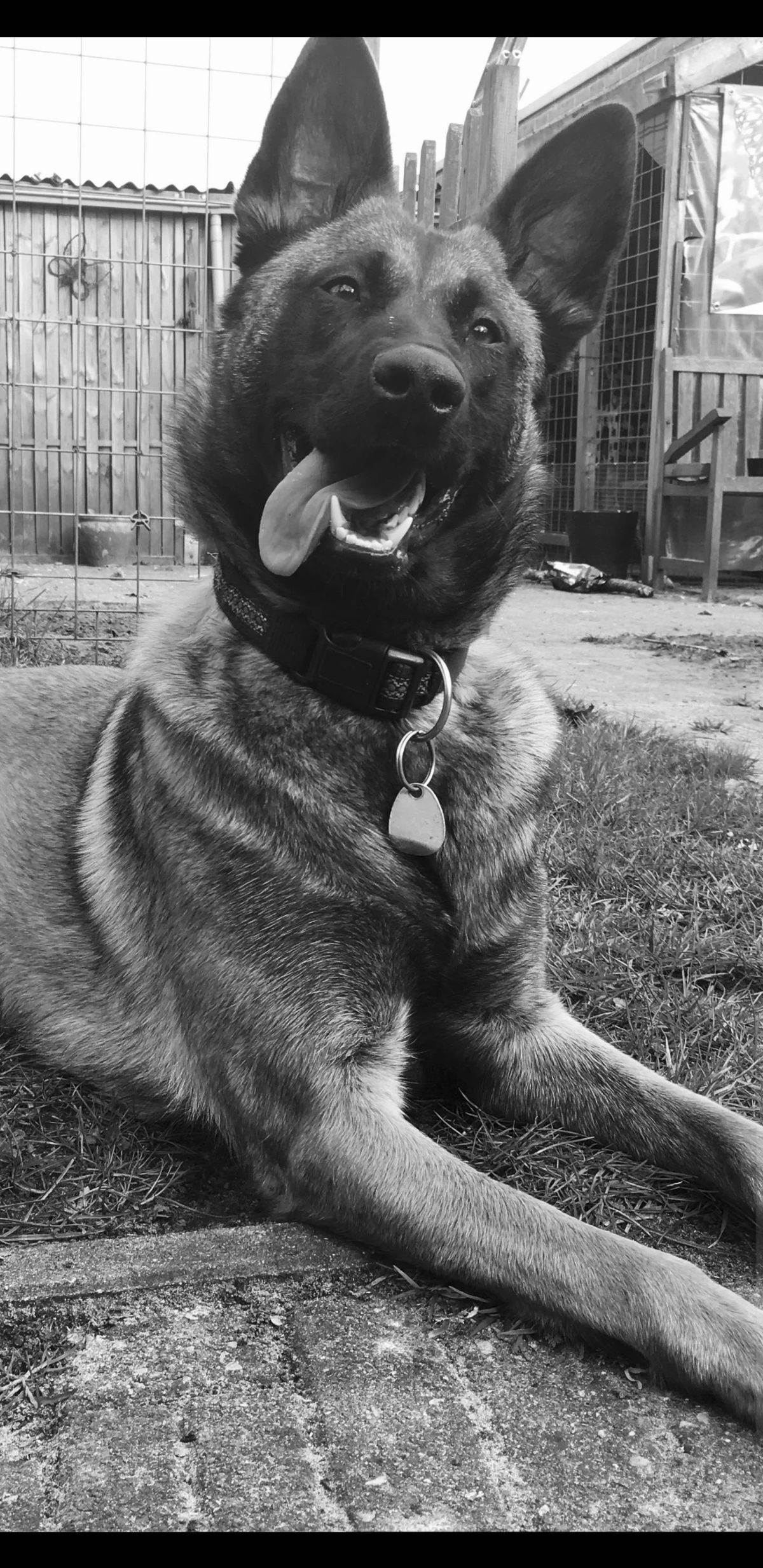 black and white photo of german shepherd laying on grass with the tongue sticking out on one side