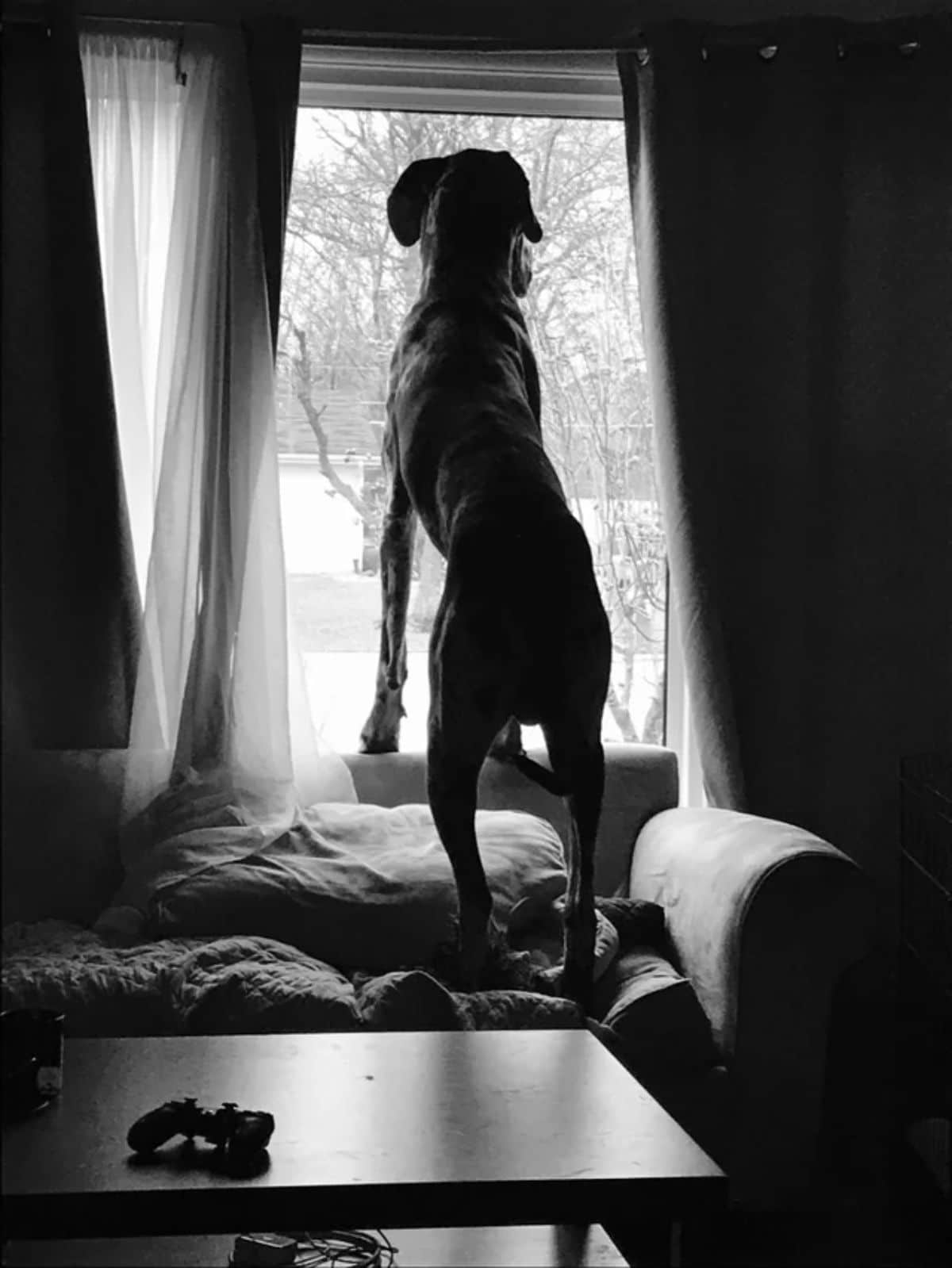 black and white photos of a greta dane standing on hind legs on a couch looking out of a window