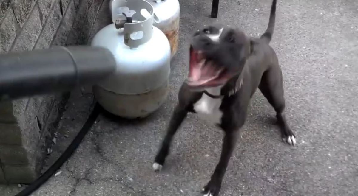 black and white pitbull with a leaf blower in its face