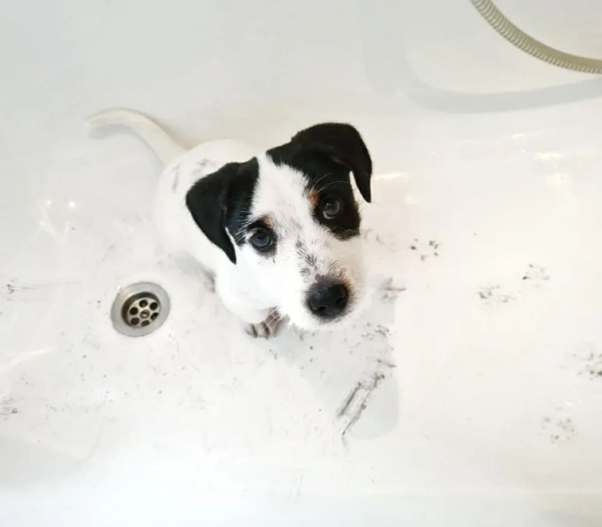 black and white puppy in a white bathtub with muddy paw prints in it