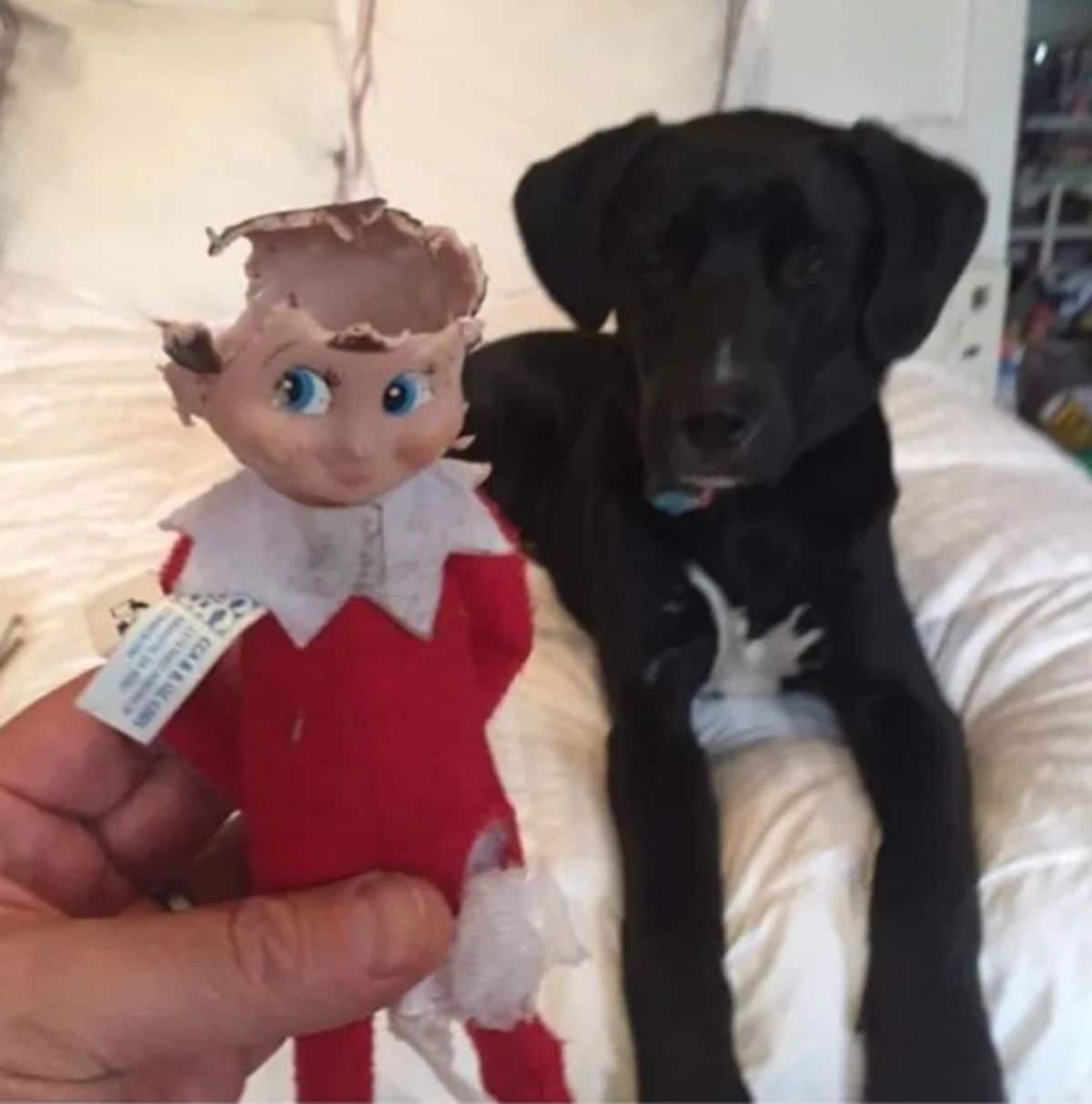 black and white puppy laying on a white bed with someone holding up a red and white elf toy with the head chewed off