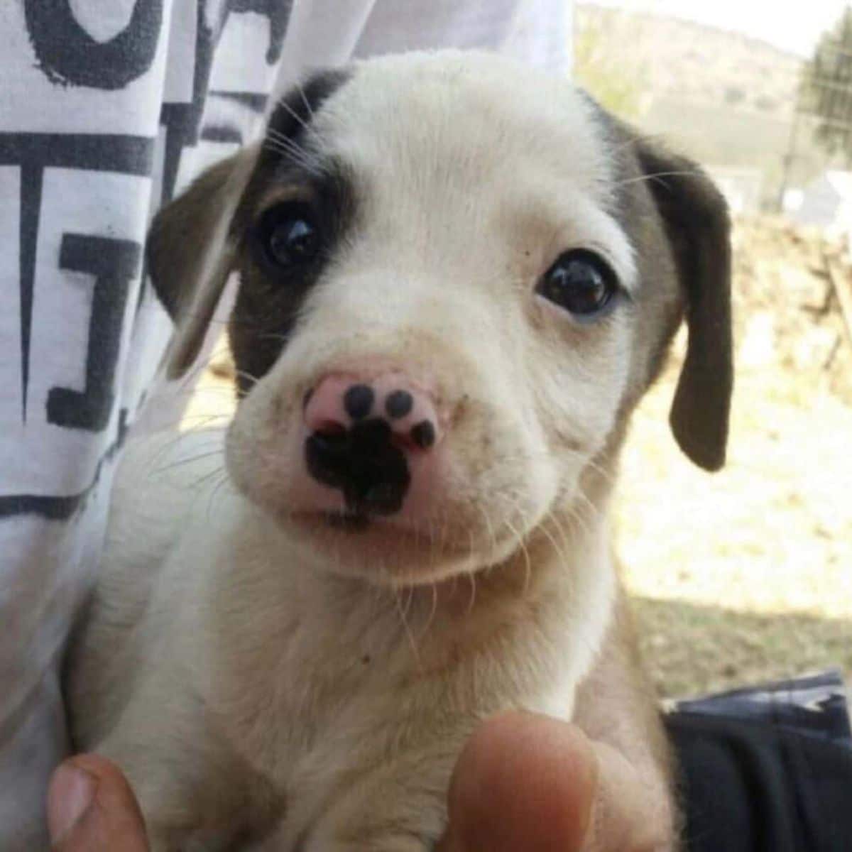 black and white puppy with a black pawprint mark on the nose