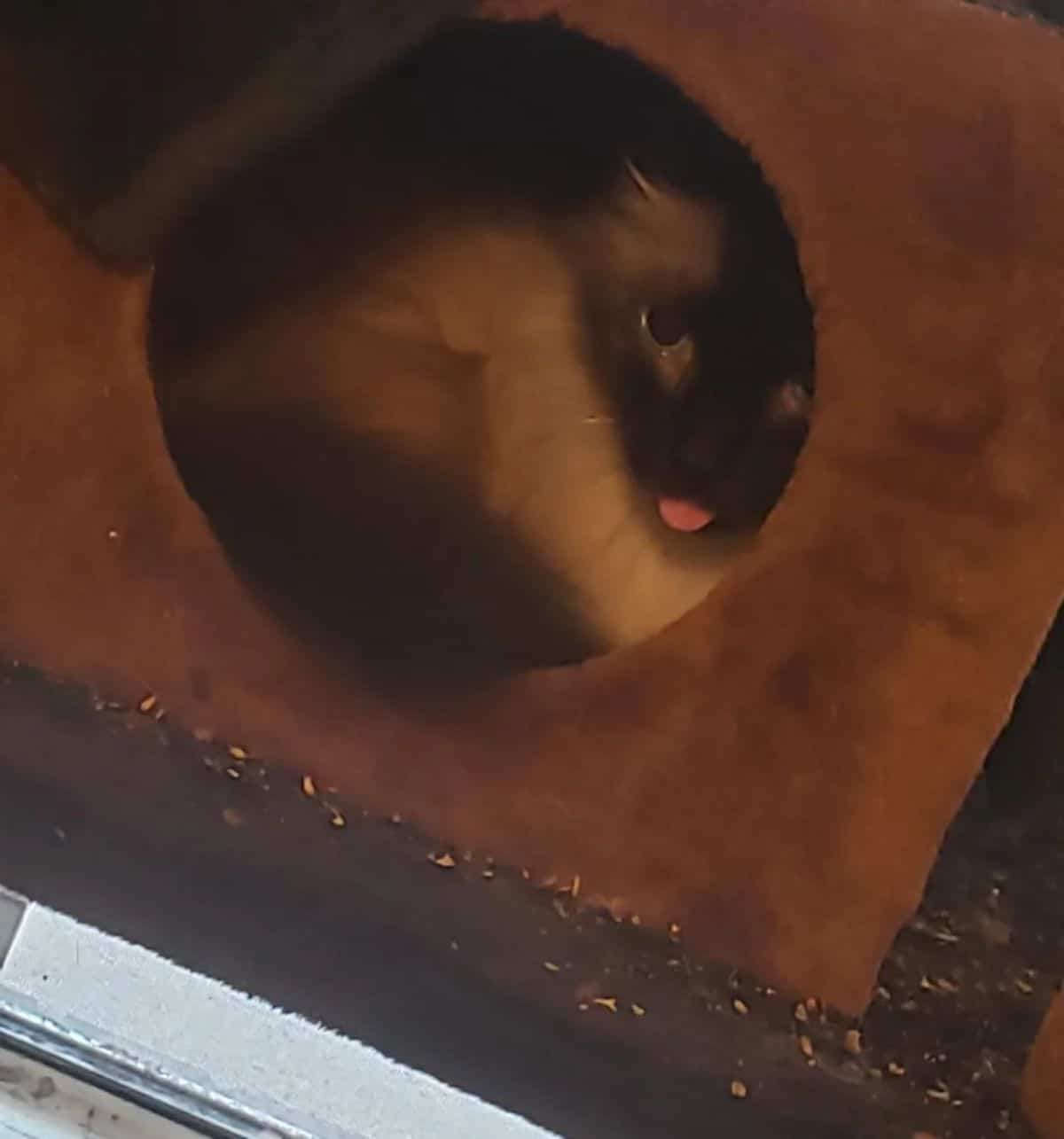 black and white siamese cat inside a cat tree house with the tongue sticking out