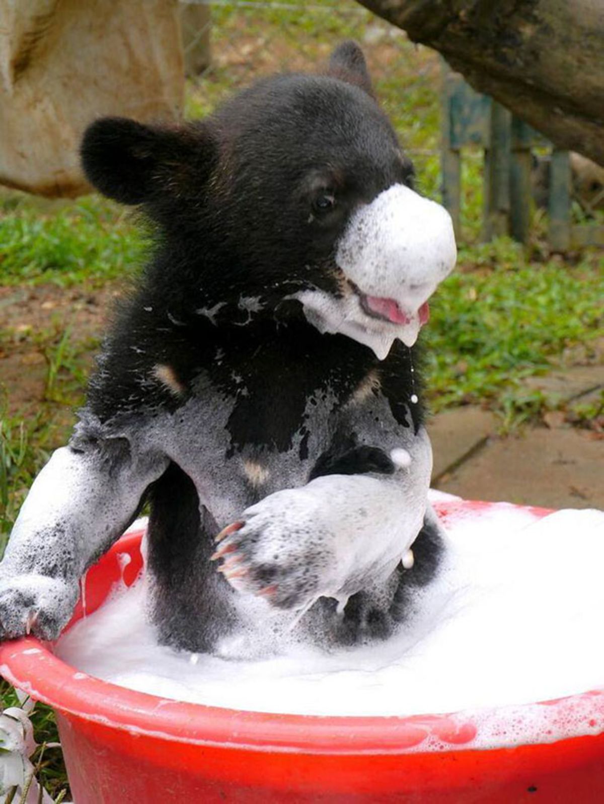 black bear cub in a red tub and covered in soap suds