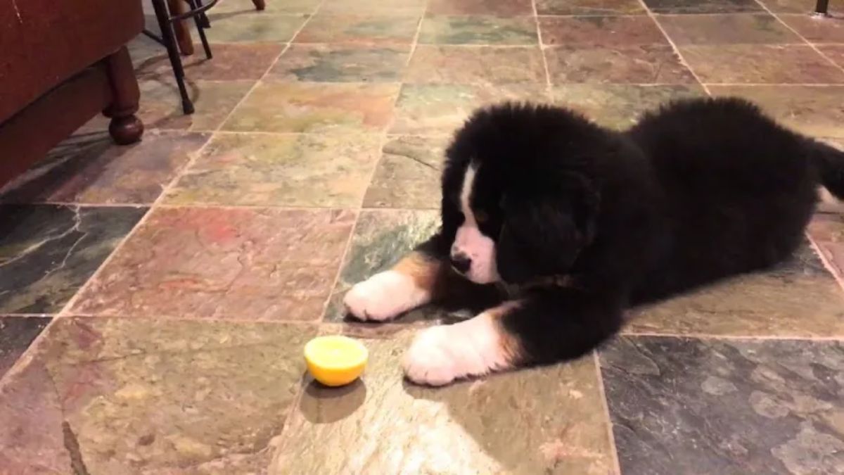 black brown and white bernse mountain puppy laying on the floor in front of half a lemon