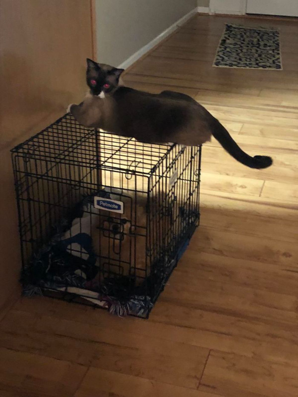 black brown and white cat laying on top of a black metal dog crate with a brown pomeranian inside it