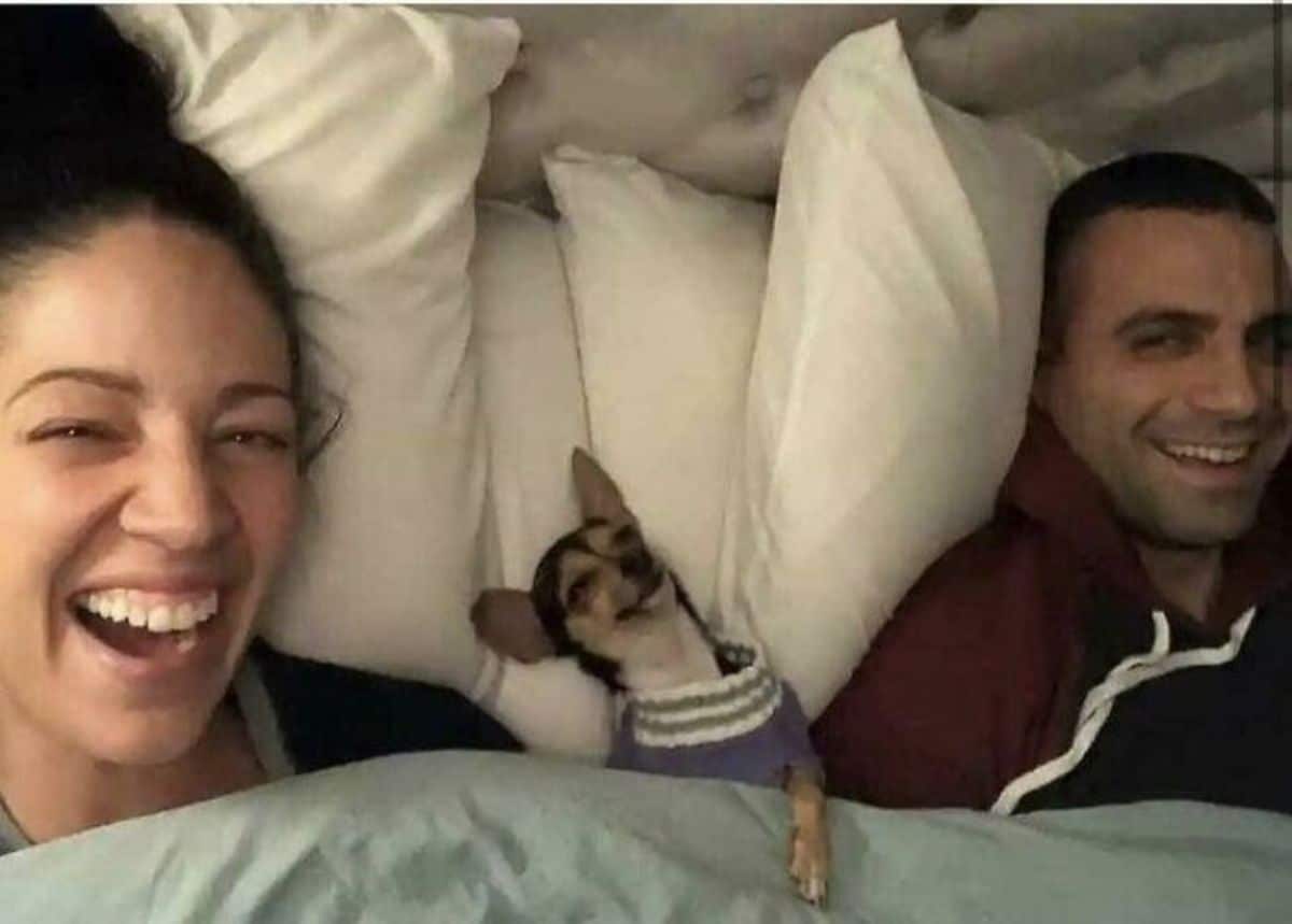 black brown and white chihuahua in a blue green and white sweater smiling and laying under a blanket in a bed between a woman and a man