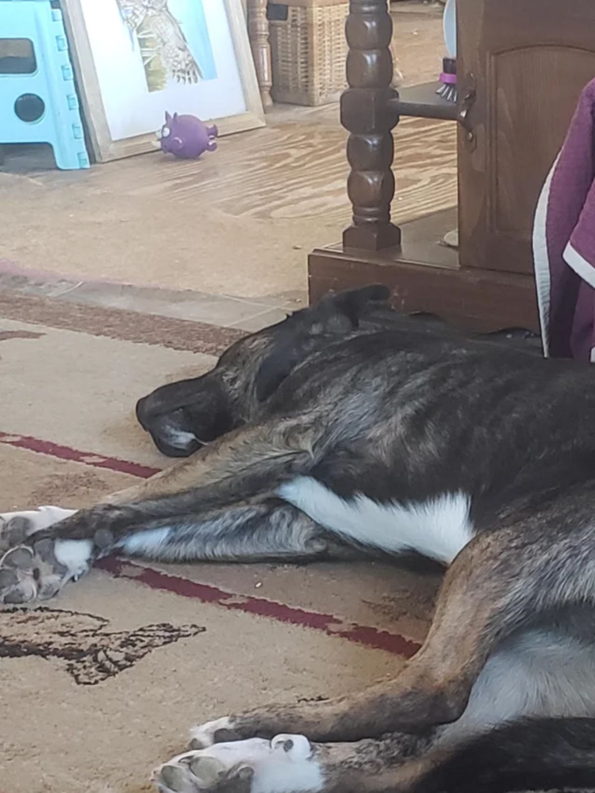 black brown and white dog sleeping sideways on the floor