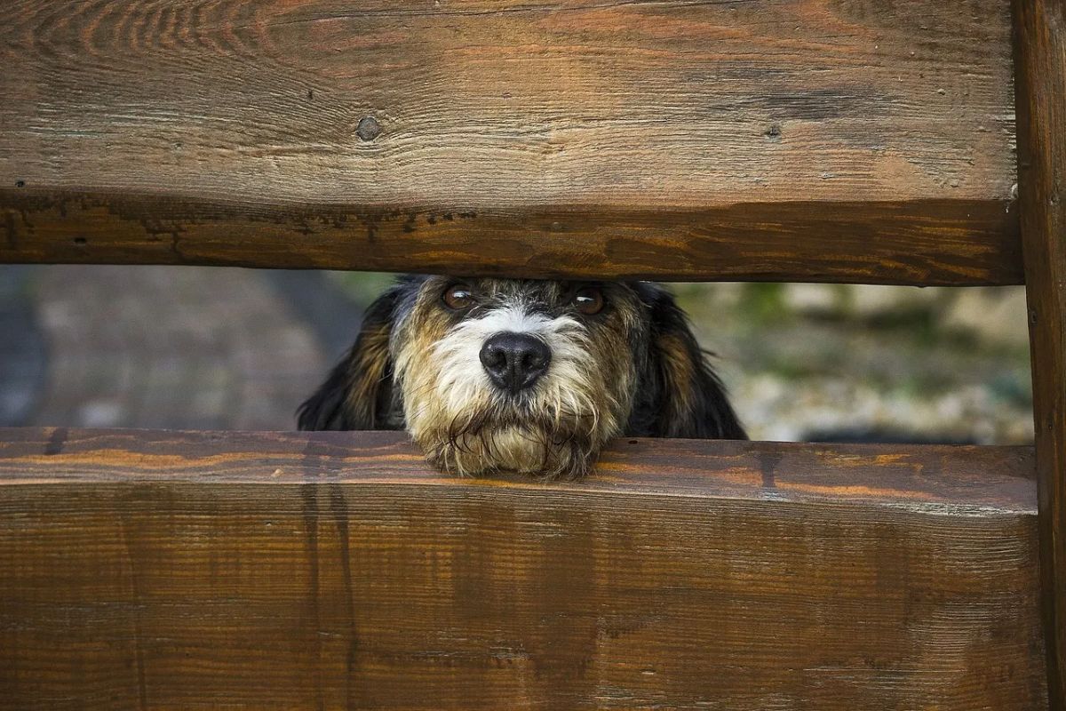 black brown and white dog sticking the head through a gap in a brown wooden fence