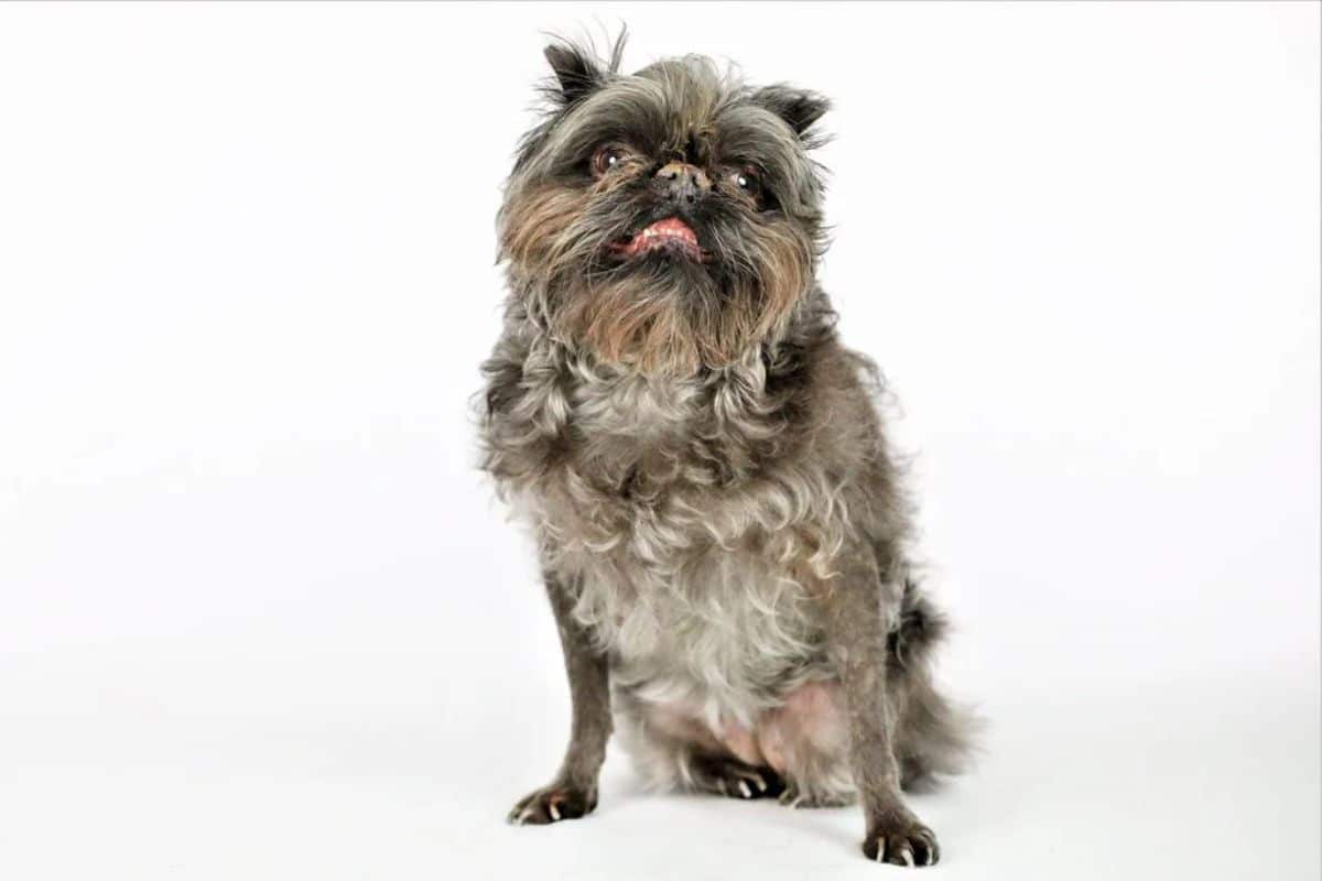 black brown and white dog with scraggly fur