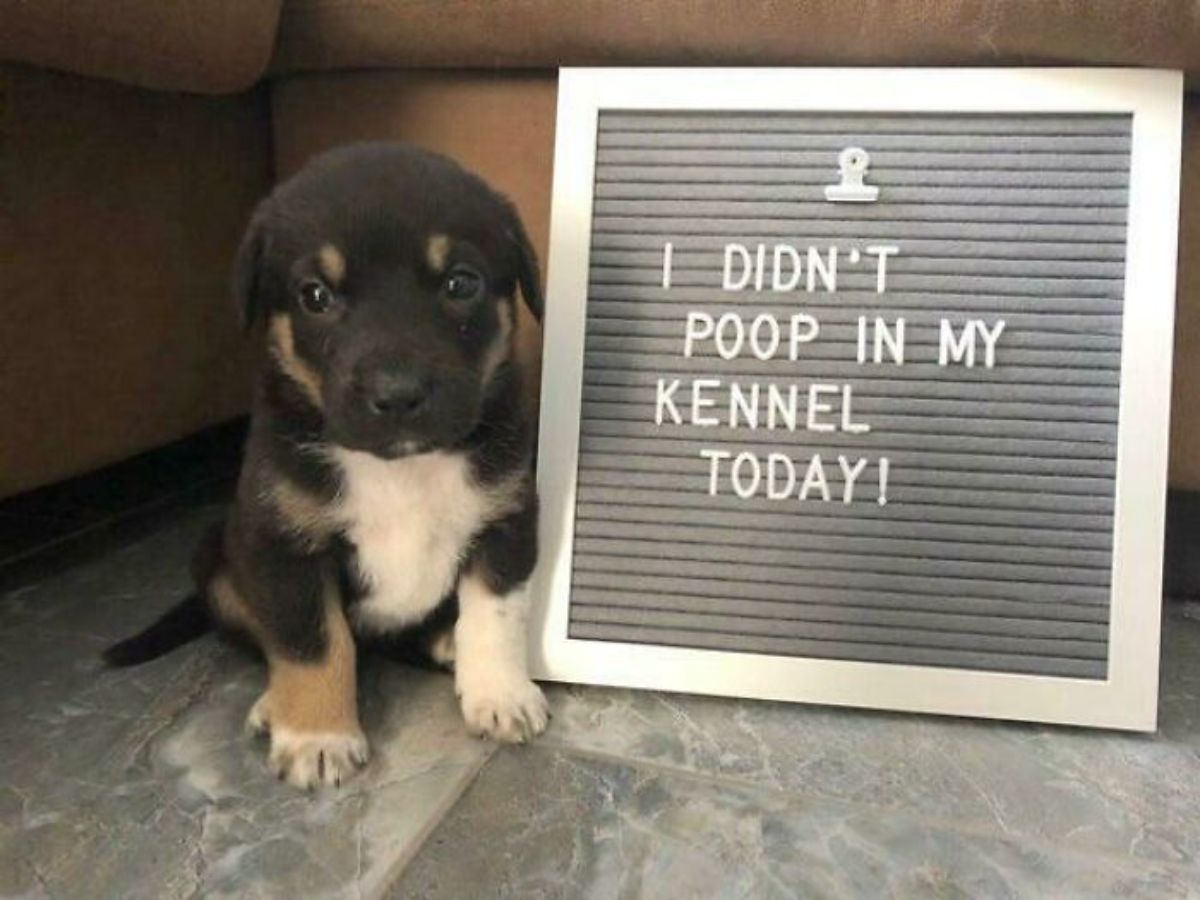 black brown and white puppy sitting next to a sign saying I didn't poop in my kennel today