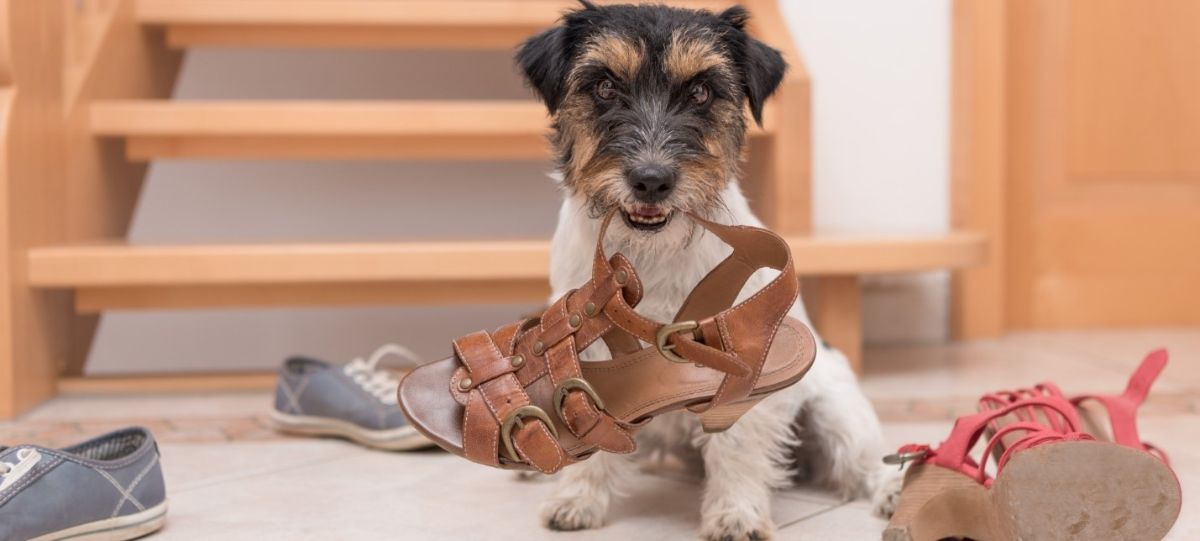 black brown and white terrier holding a brown sandal in the mouth