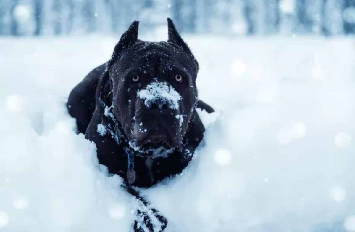 black cane corso laying in snow with some snow on its snout
