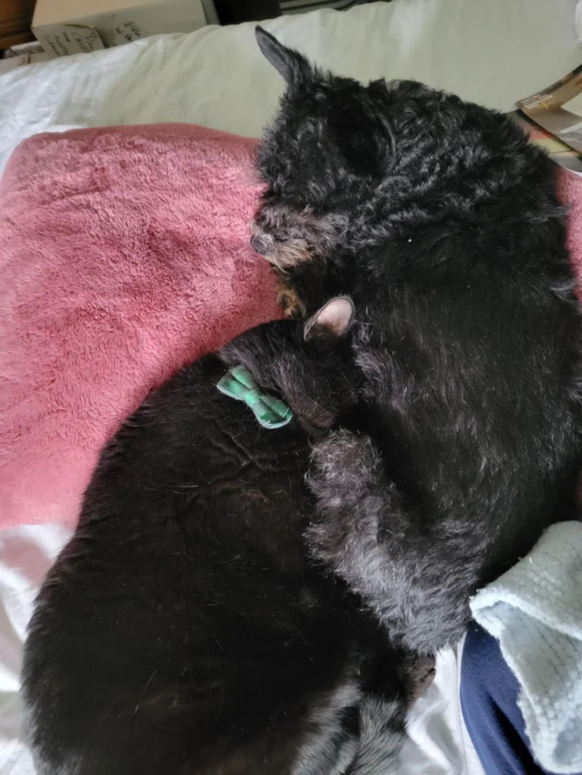 black cat cuddling with a black fluffy dog