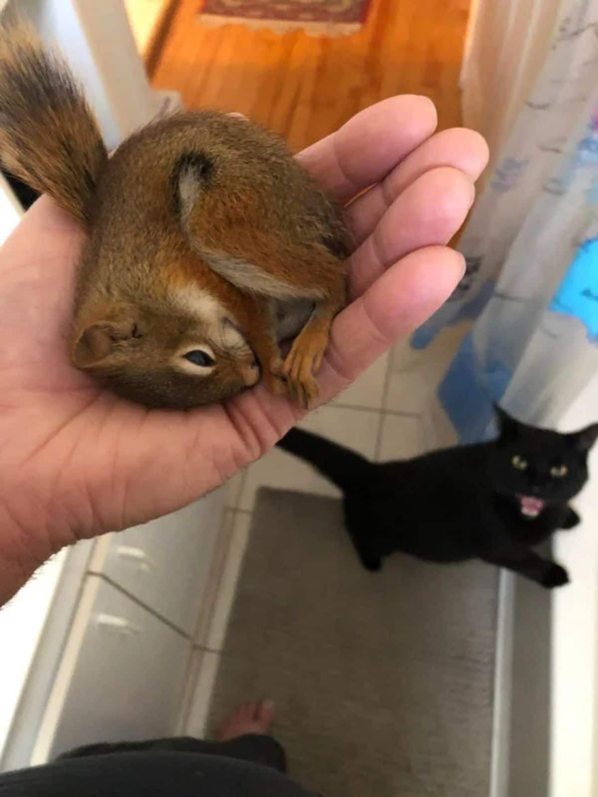 black cat hissing at a baby squirrel someone was holding