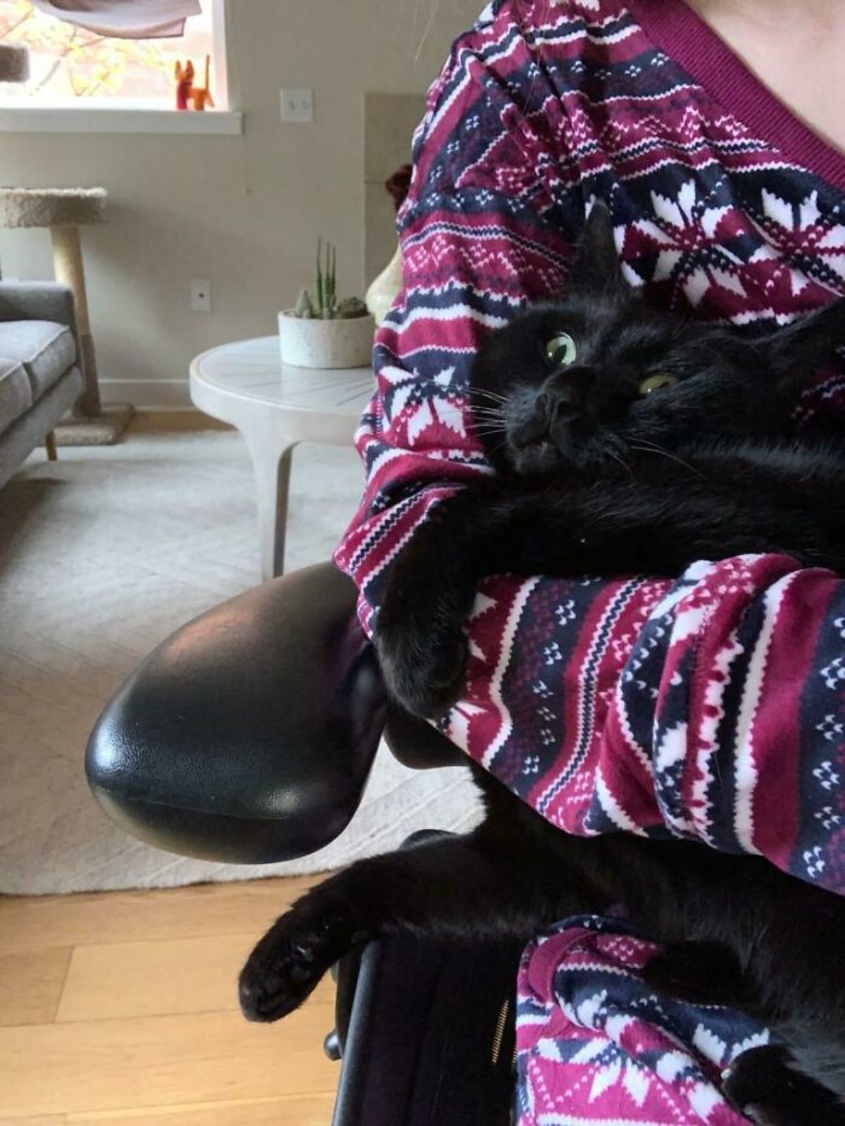 black cat hugged by someone wearing a red blue and white sweater on a black sofa and the cat's face is squished to and has widened eyes