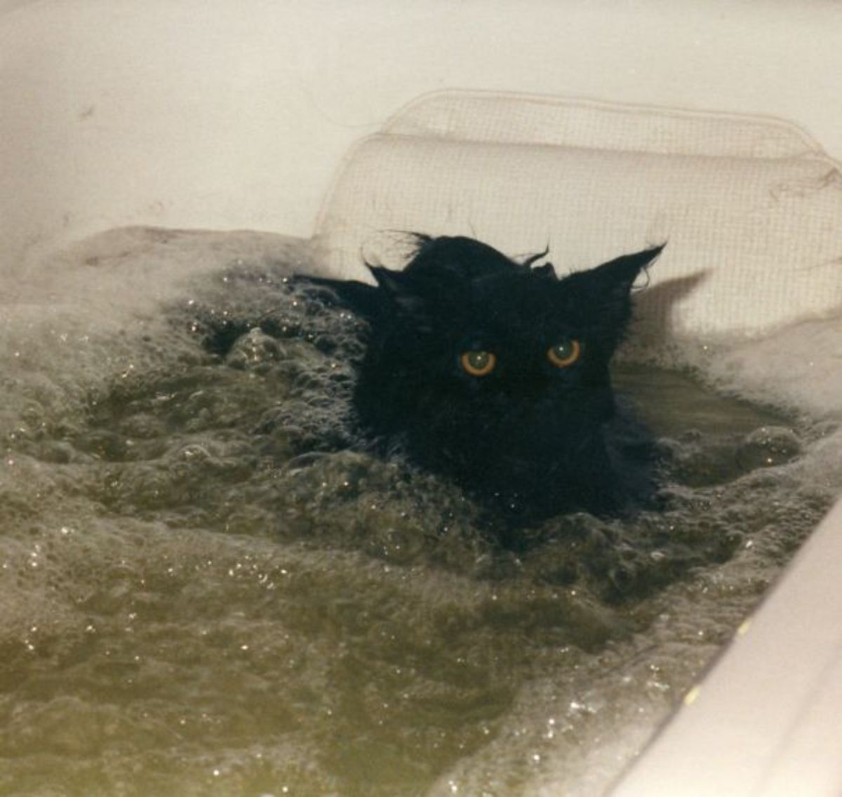 black cat in a jacuzzi