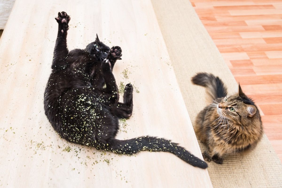 black cat laying belly up with catnip all over with a fluffy brown tabby cat watching