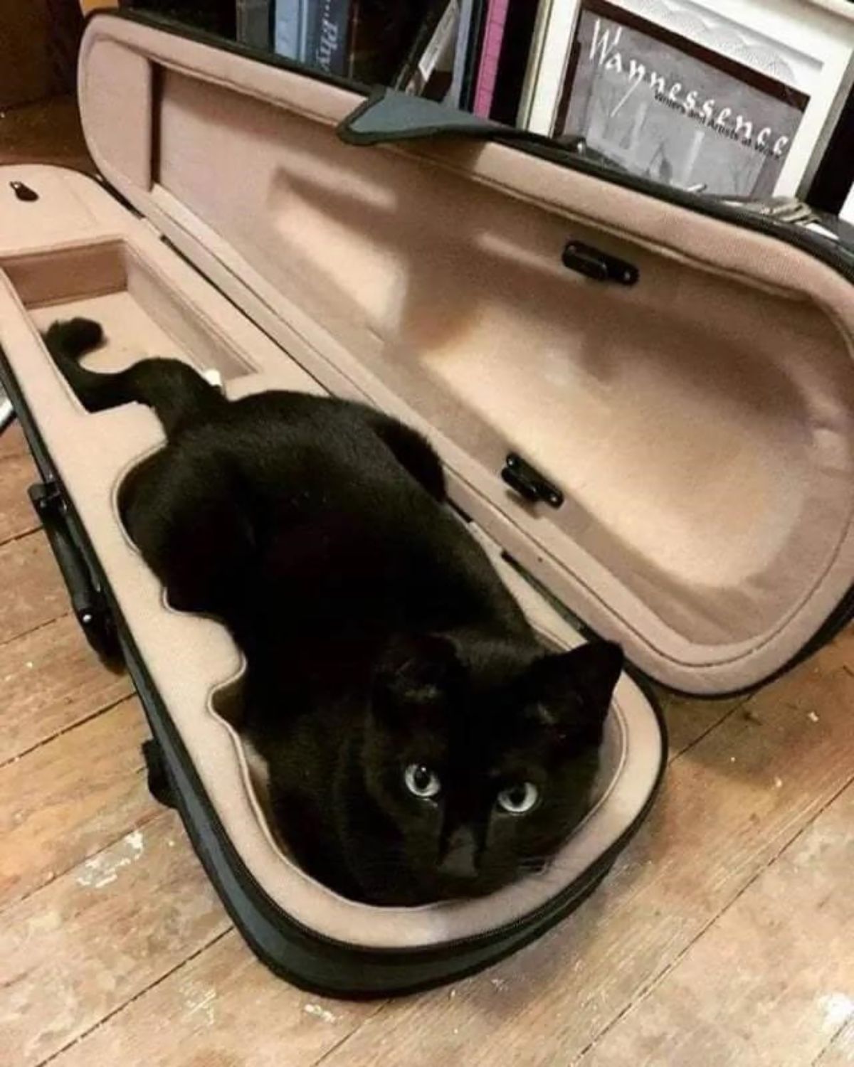black cat laying inside a violin case