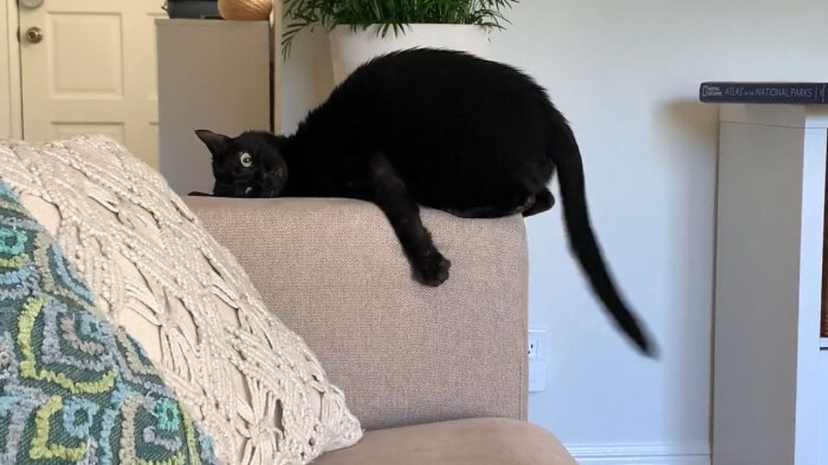 black cat laying on a brown armrest of a sofa with the face turned to the side with widened eyes