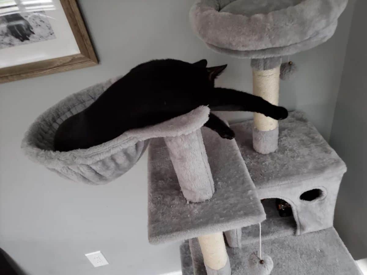black cat laying on a hammock in a grey cat tree with the legs stretched out