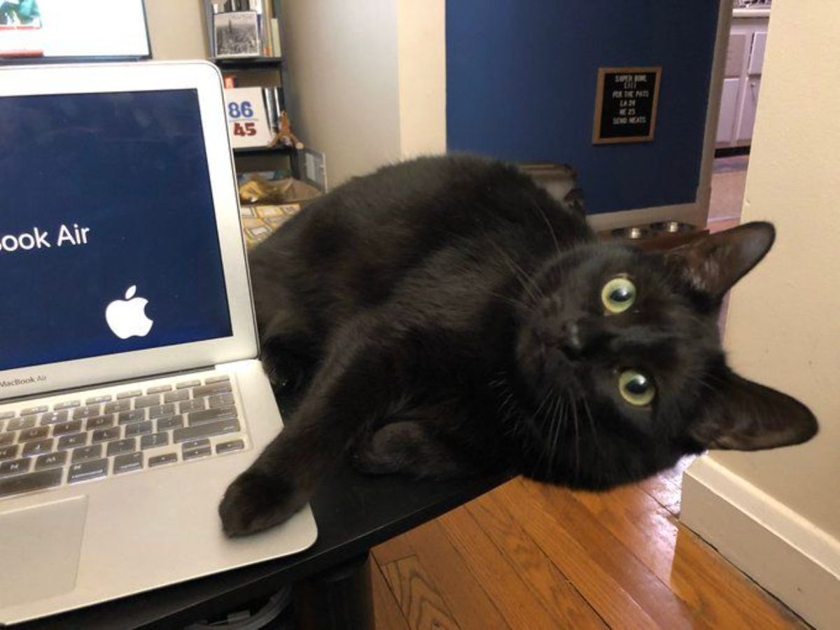 black cat laying on a table next to a silver laptop