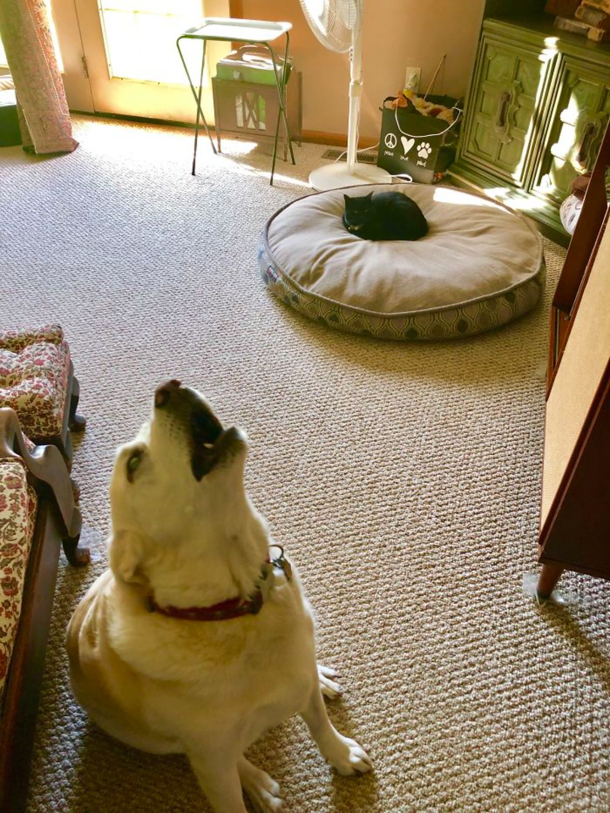 black cat laying on a white dog bed and a yellow labrador retriever howling
