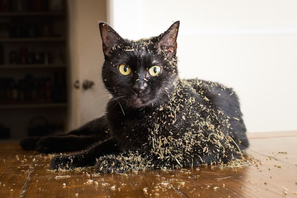 black cat laying on the floor and covered in catnip