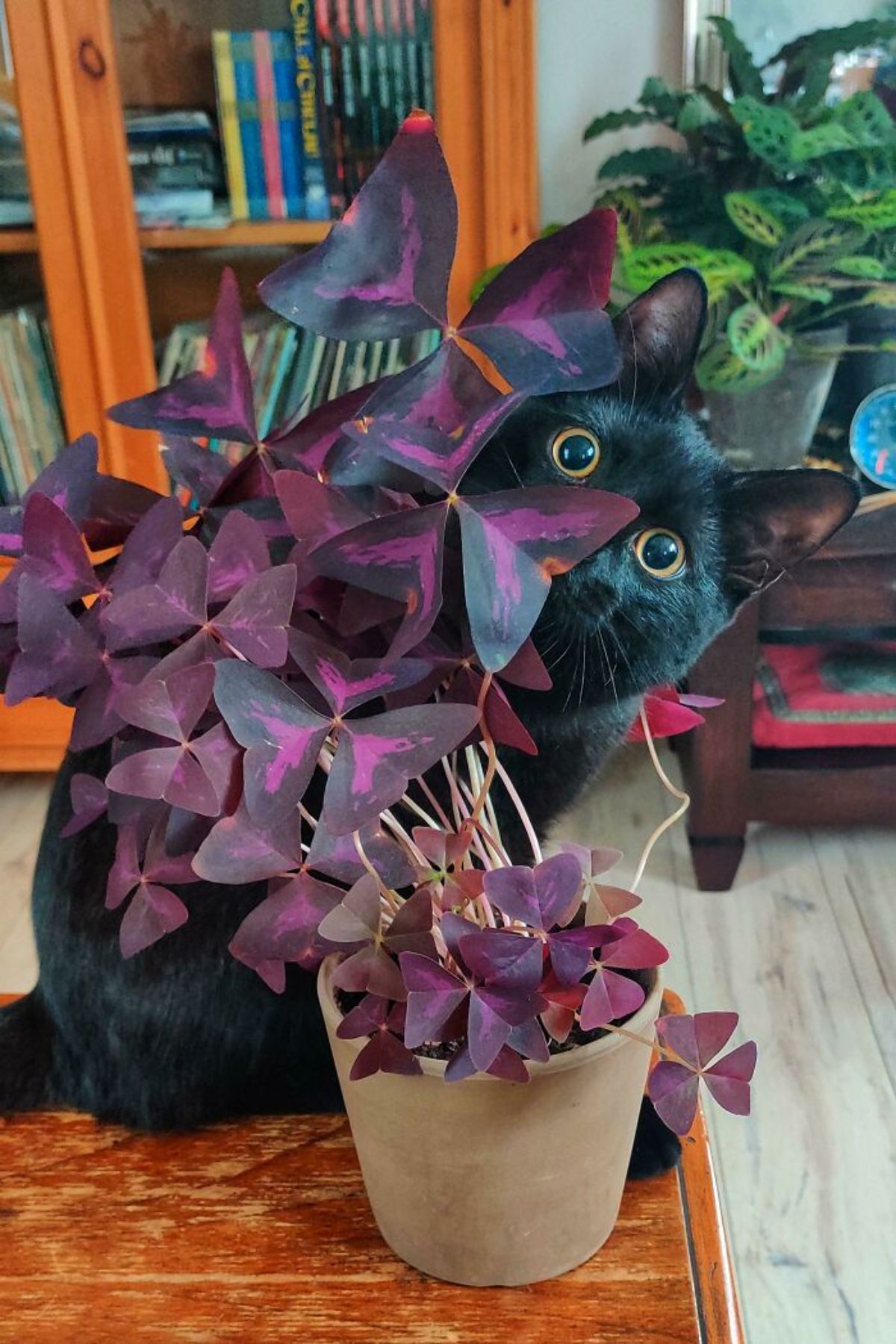 black cat peeking out from behind a plant with purple and black leaves