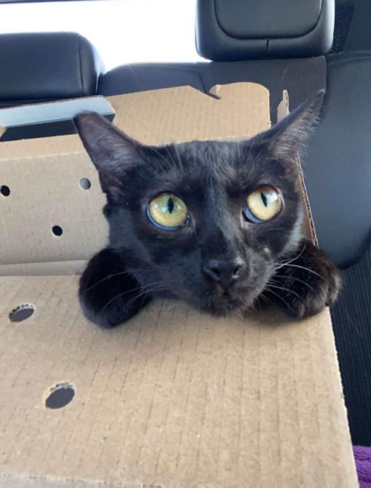 black cat peeking out the top of a cardboard box inside a vehicle