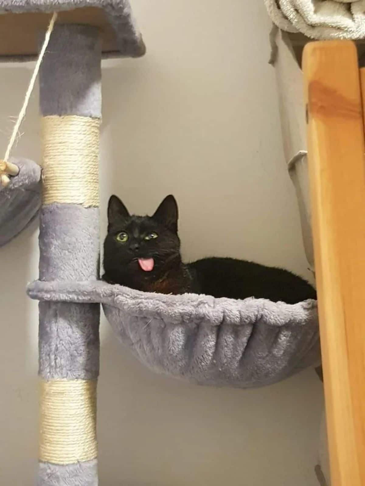 black cat sitting in a brown hammock in a cat tree with the tongue hanging out the side