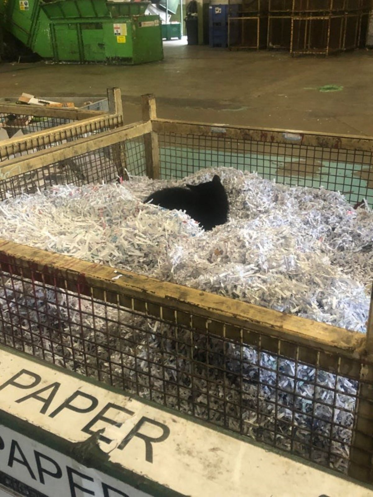 black cat sitting in a large fenced-in area filled with shredded paper