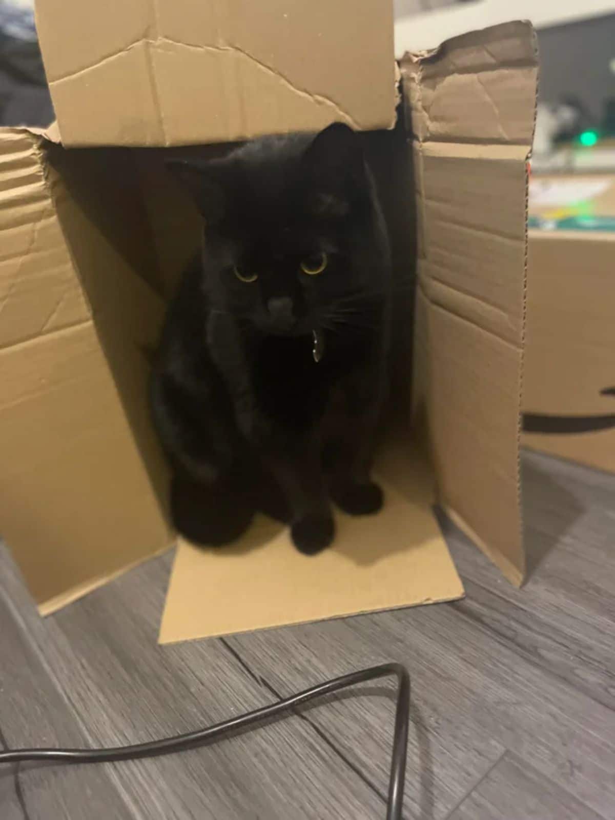 black cat sitting inside a brown cardboard box on its side