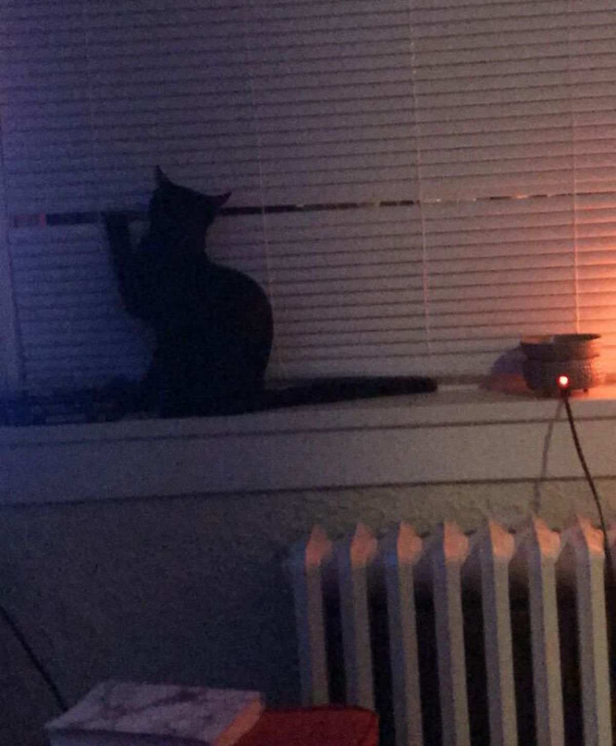 black cat sitting on a window ledge and looking out of a gap in the blinds