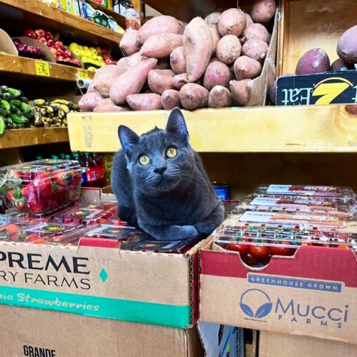 black cat sitting on some boxes of fruits
