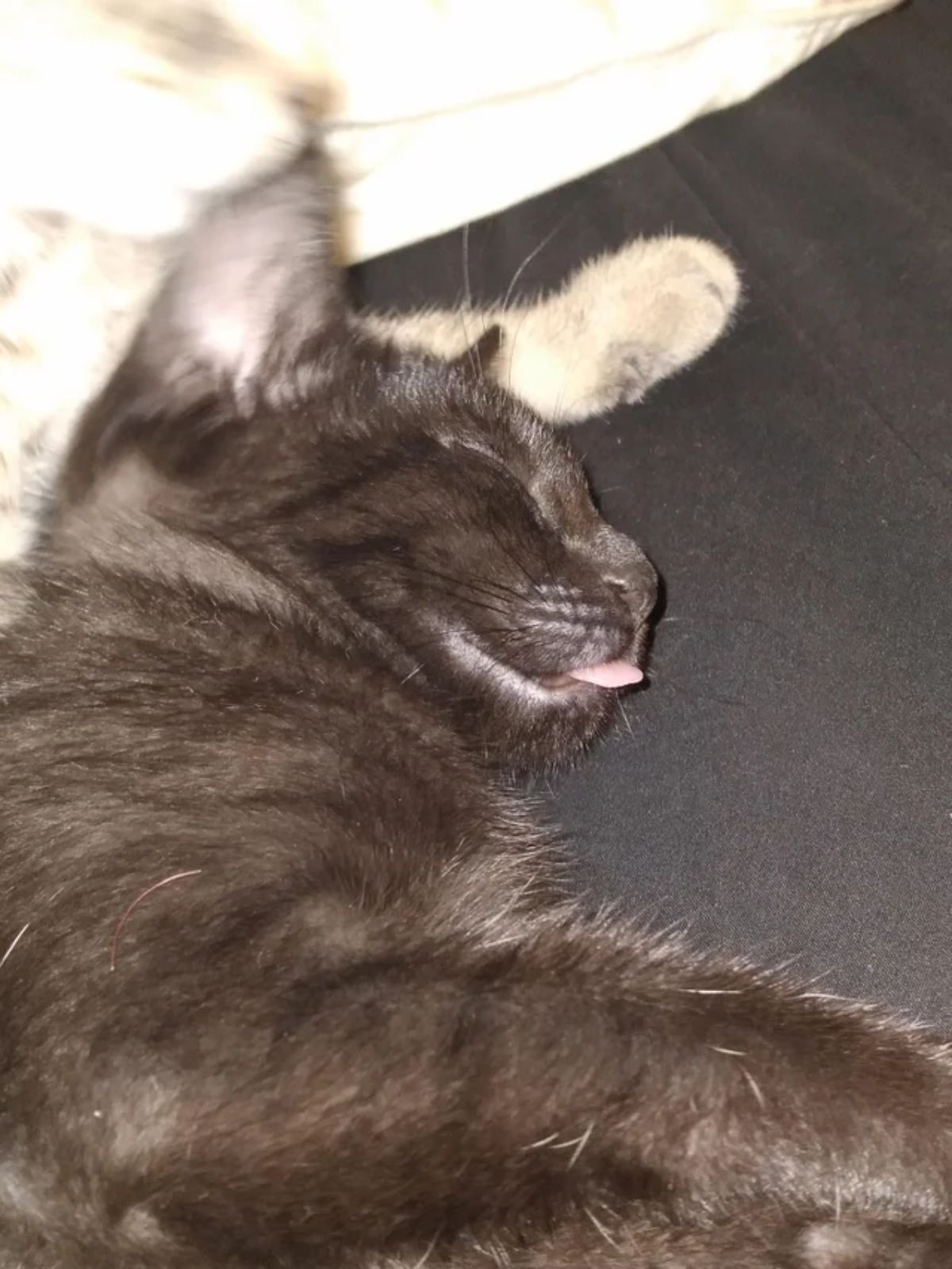 black cat sleeping on the side with the tongue sticking out