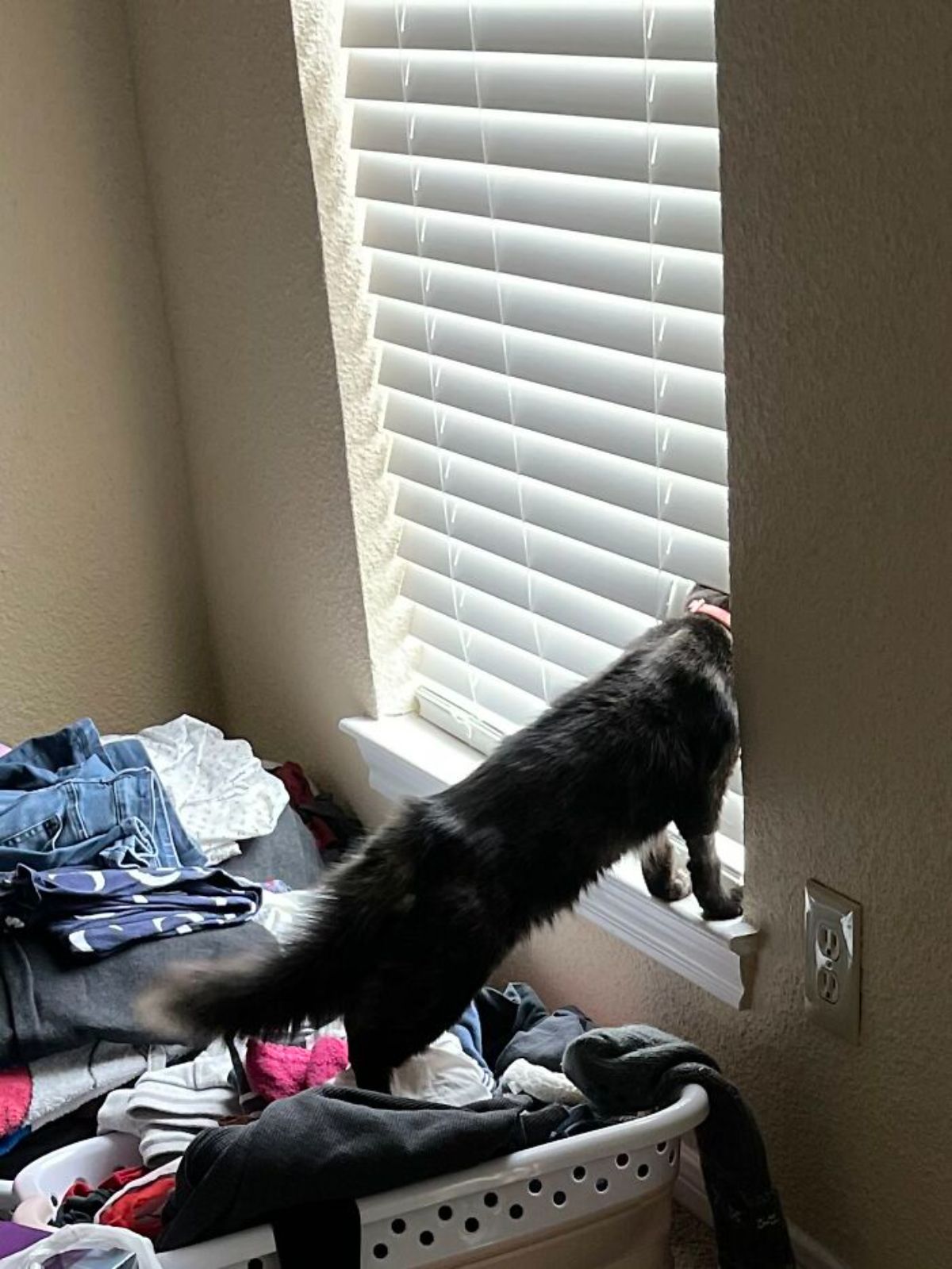 black cat standing with hind legs on clothes and front legs on a window ledge with the head through the blinds