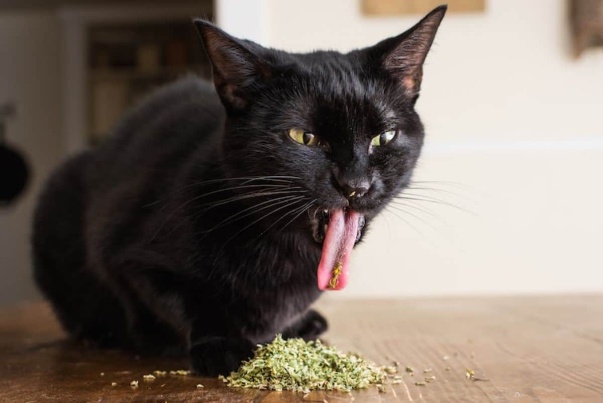 black cat with some catnip on its tongue and a pile on the floor