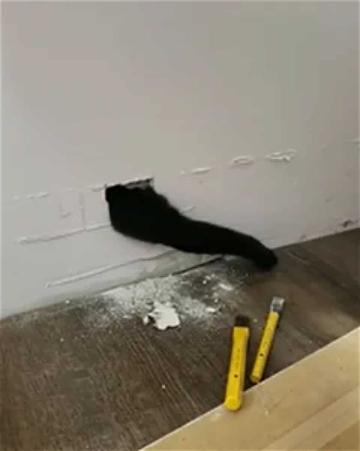 black cat's back and tail showing through a hole in a white wall