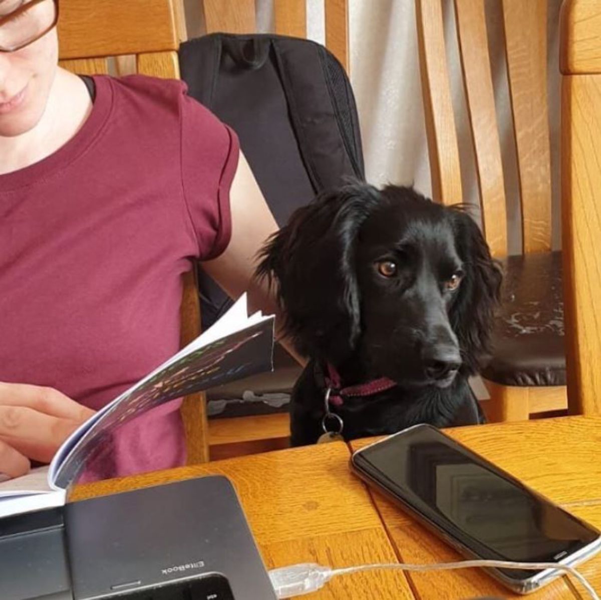 black cocker spaniel sitting at a work table next to a woman