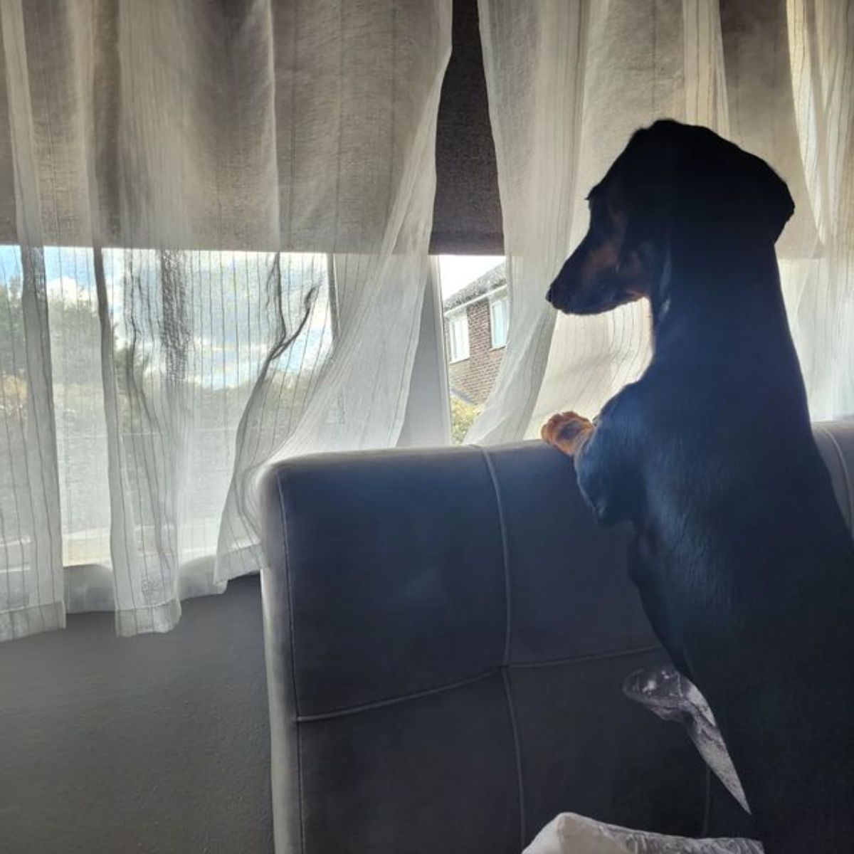 black dachshund standing on hind legs on a black chair and looking out of a window