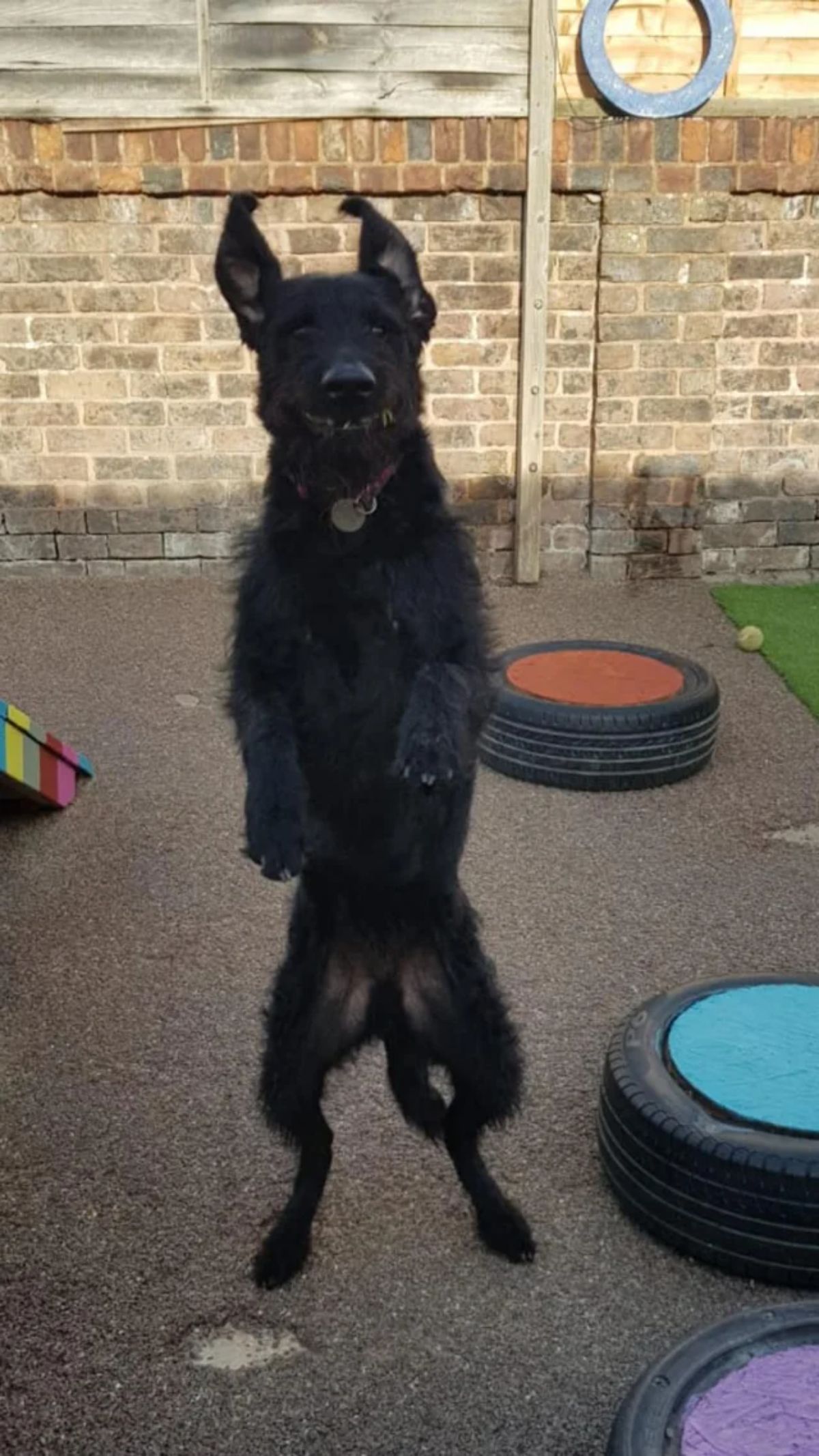 black dog caught jumping mid air