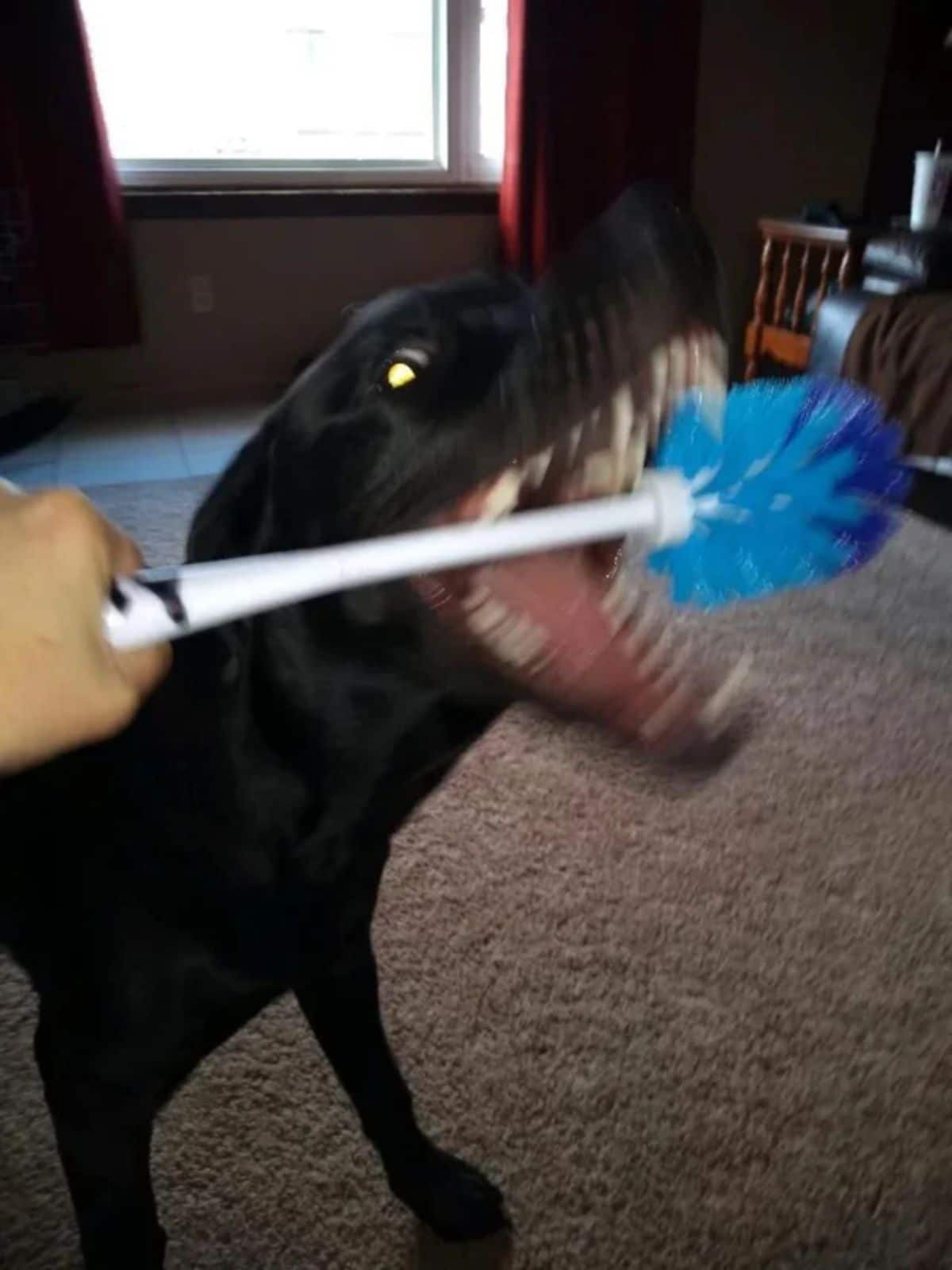 black dog caught mid movement trying to bit a white and blue toilet brush