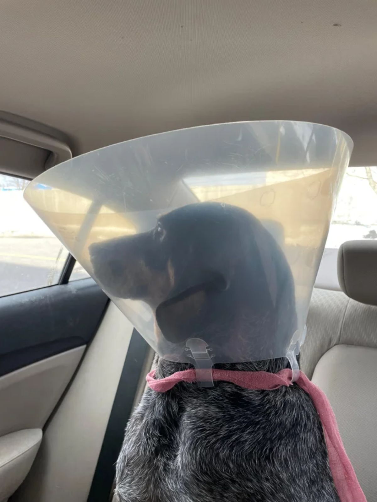 black dog in a transparent cone of shame sitting in the backseat of a vehicle