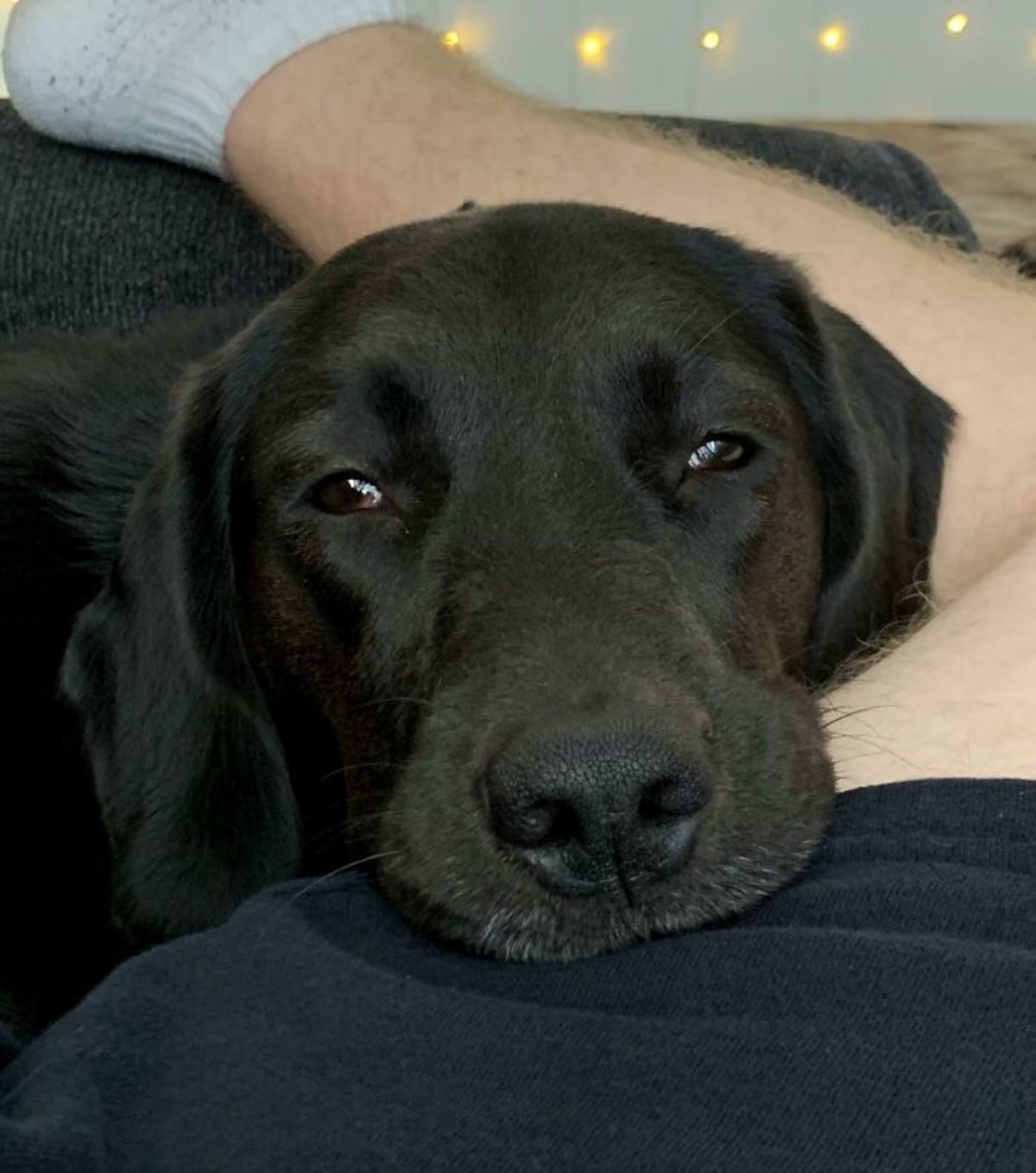 black dog laying the head on someone's lap