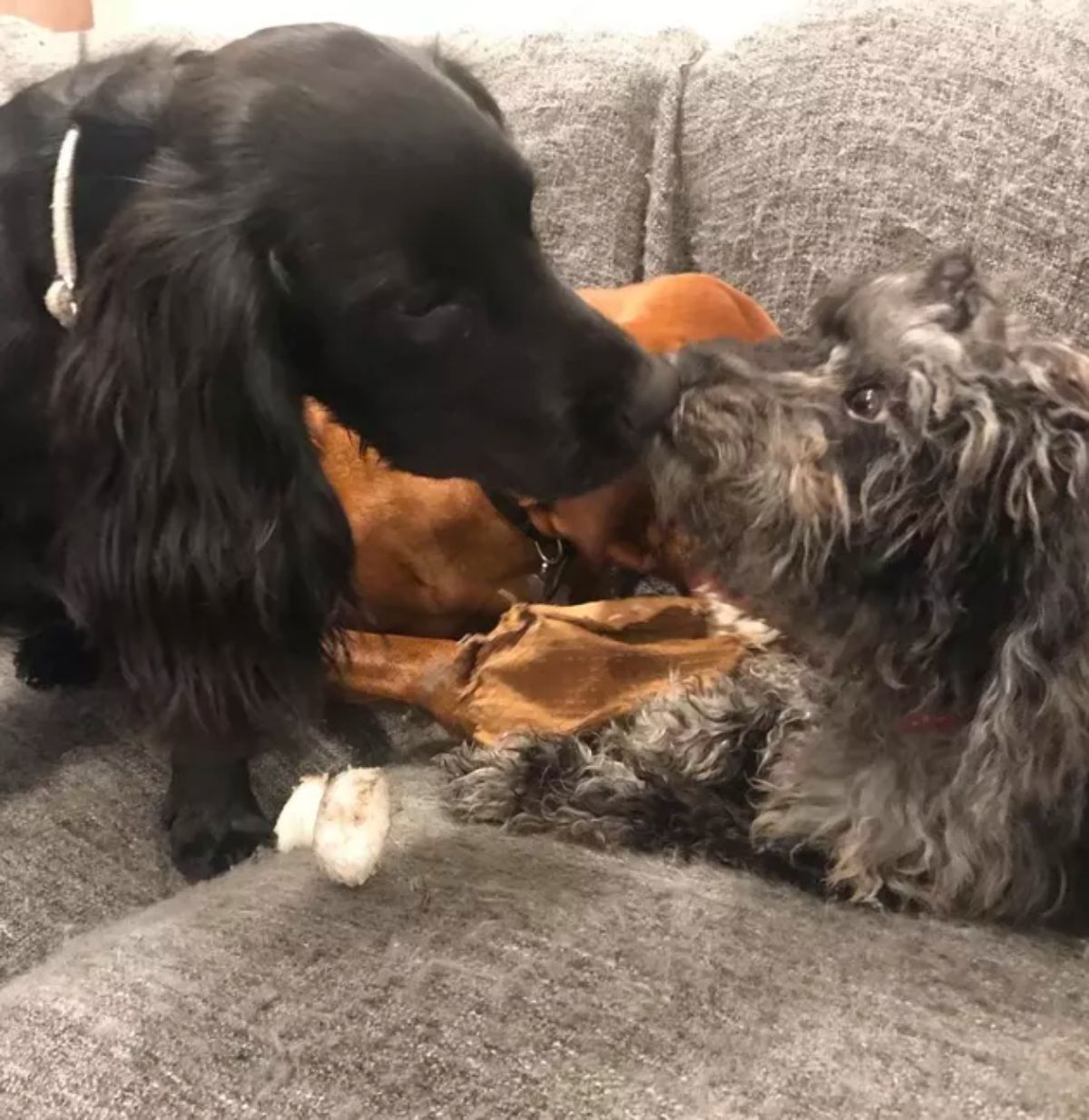 black dog licking a fluffy brown and black dog with both of them on a brown sofa