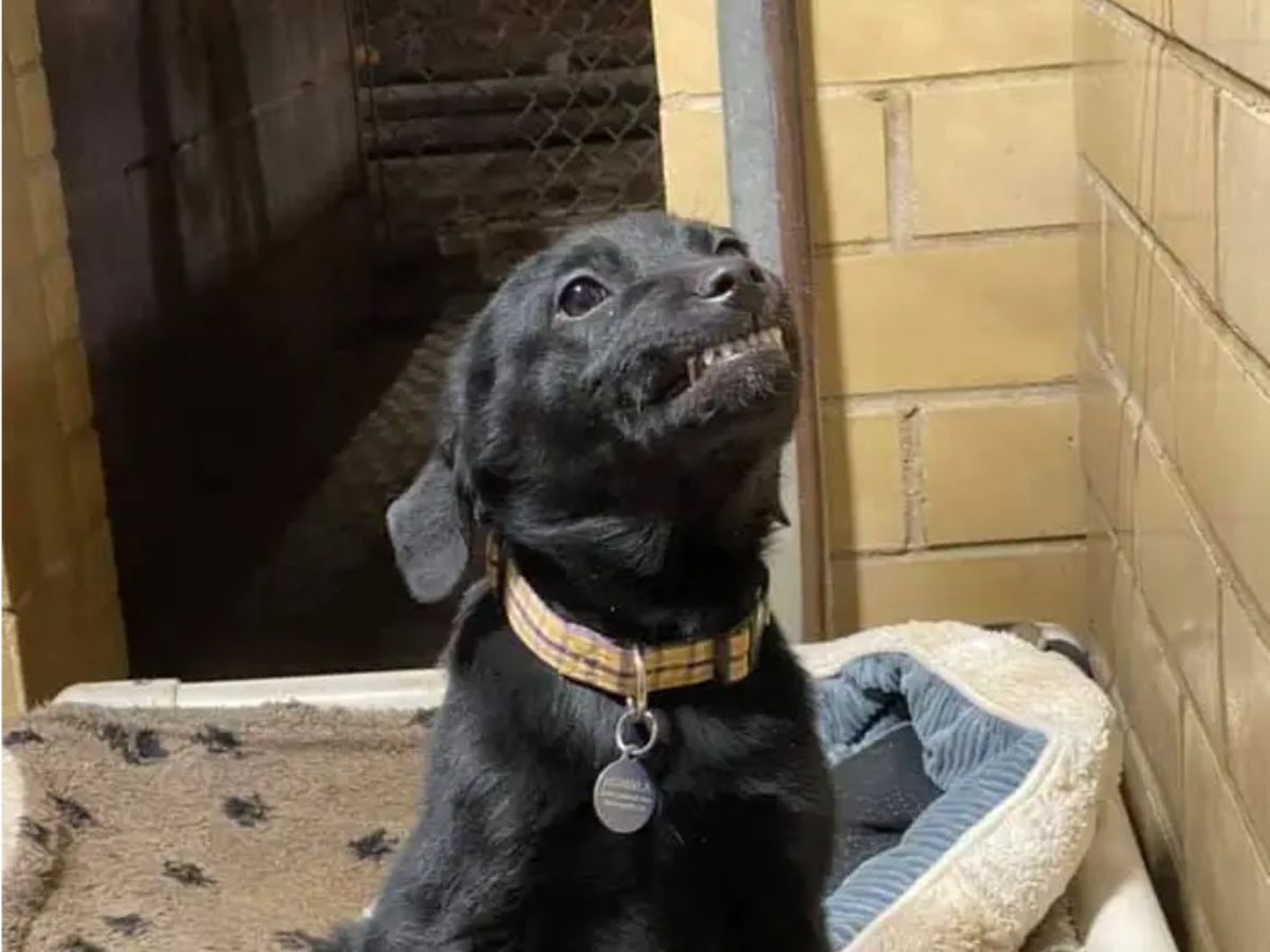 black dog on a dog bed smiling with the teeth showing