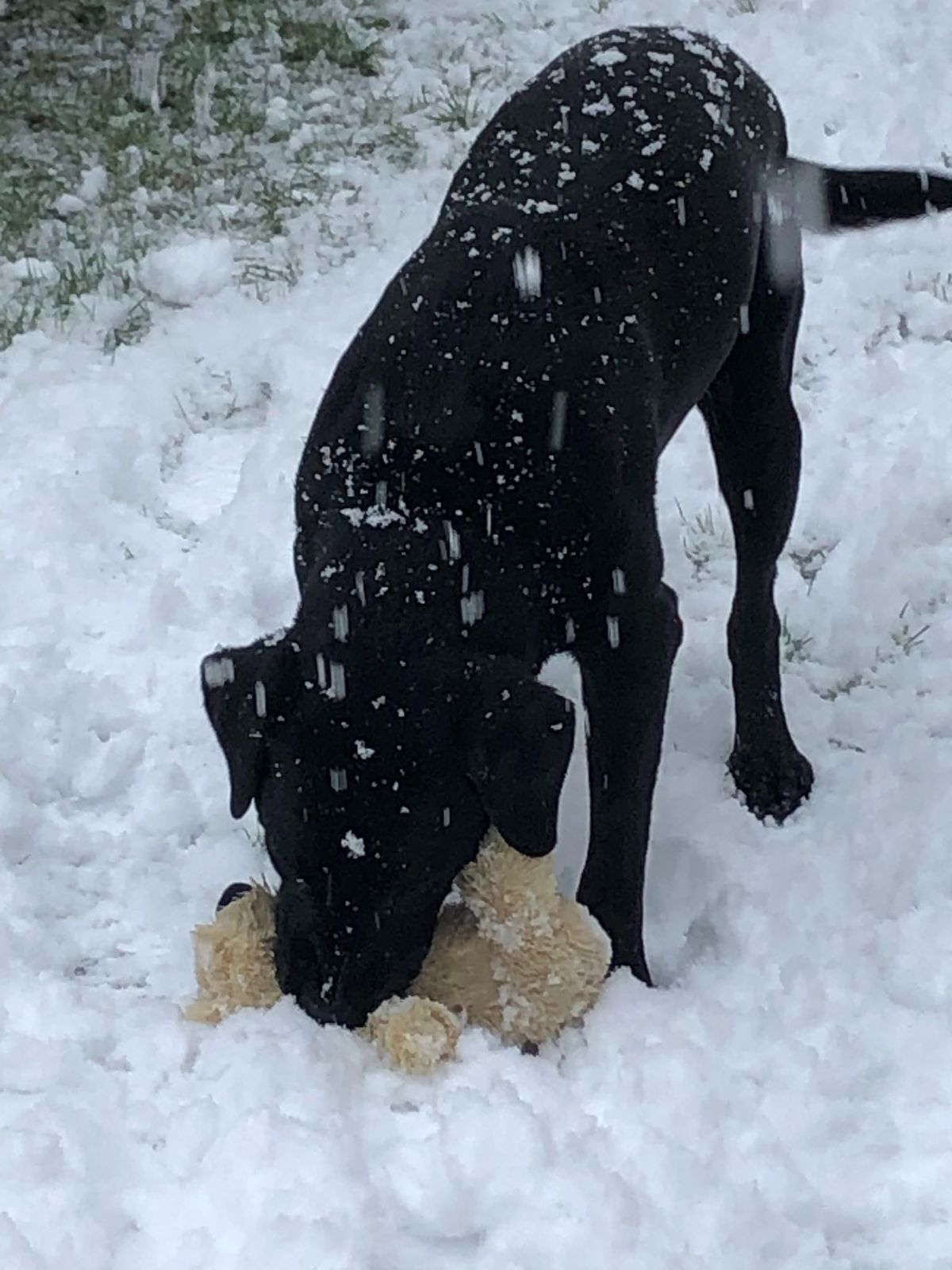 black dog playing with a brown teddy bear in the snow