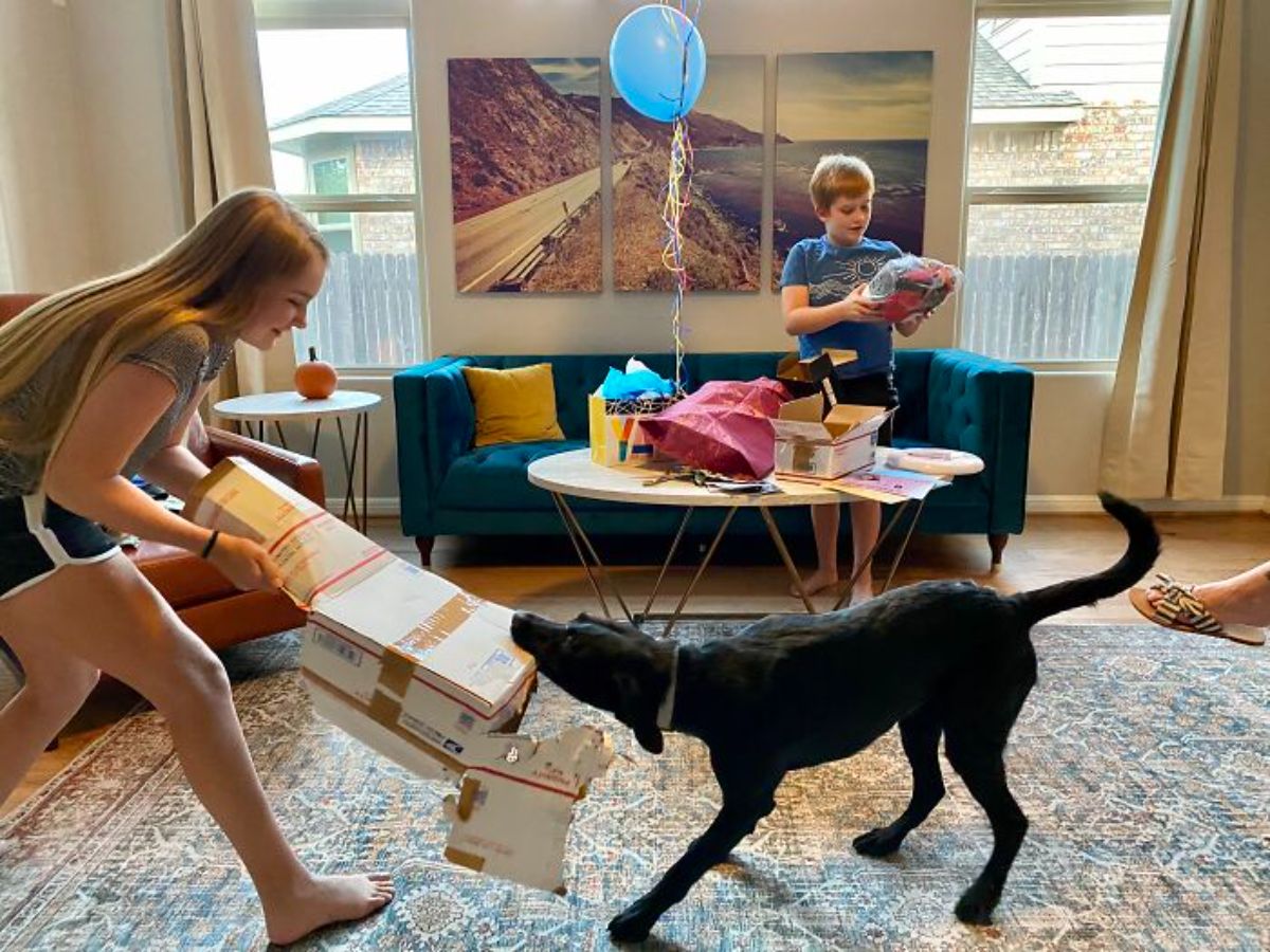 black dog pulling at a cardboard box being held by a girl with a boy in the background during a birthday party
